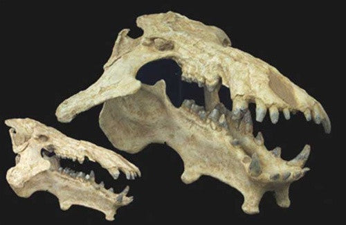 Archeotherium Skull (Ice Age) Fossil Replica - dinosaursrocksuperstore