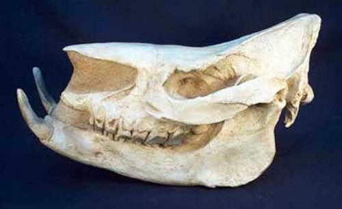 Chilotherium Skull (Ice Age) Fossil Replica - dinosaursrocksuperstore