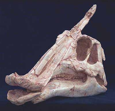 Duckbill Dinosaur Fossil Replica Skull - dinosaursrocksuperstore