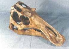 Maiasaur Dinosaur Fossil Replica Skull - dinosaursrocksuperstore