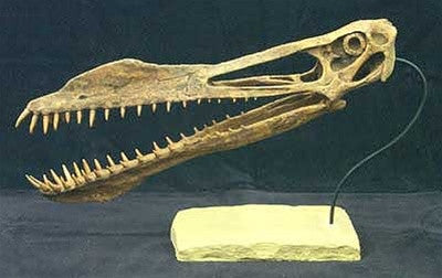Pterosaur Dinosaur Fossil Replica Skull - dinosaursrocksuperstore