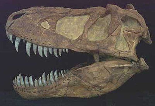 Tarbosaur Dinosaur Fossil Replica Skull Large - dinosaursrocksuperstore