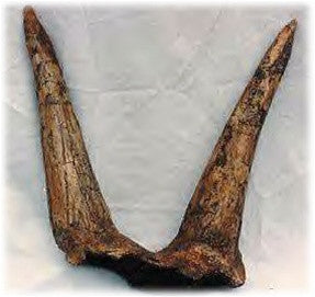 Triceratops Brow Horns Replica (Double) - dinosaursrocksuperstore