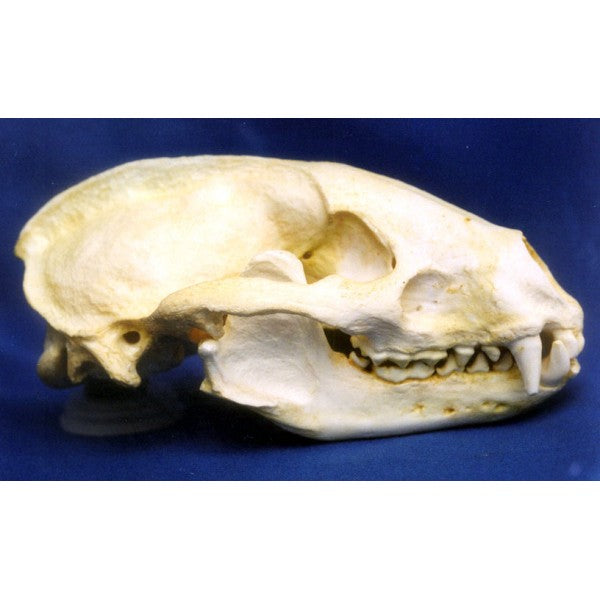 European Badger Female Skull Replica - dinosaursrocksuperstore