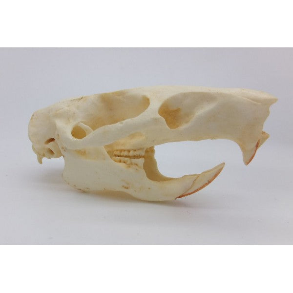 Gambian Pouched Rat Skull - dinosaursrocksuperstore