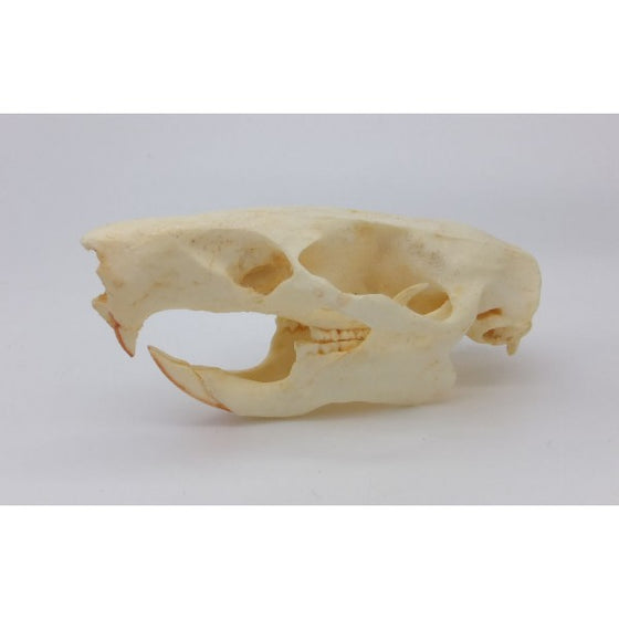 Gambian Pouched Rat Skull - dinosaursrocksuperstore