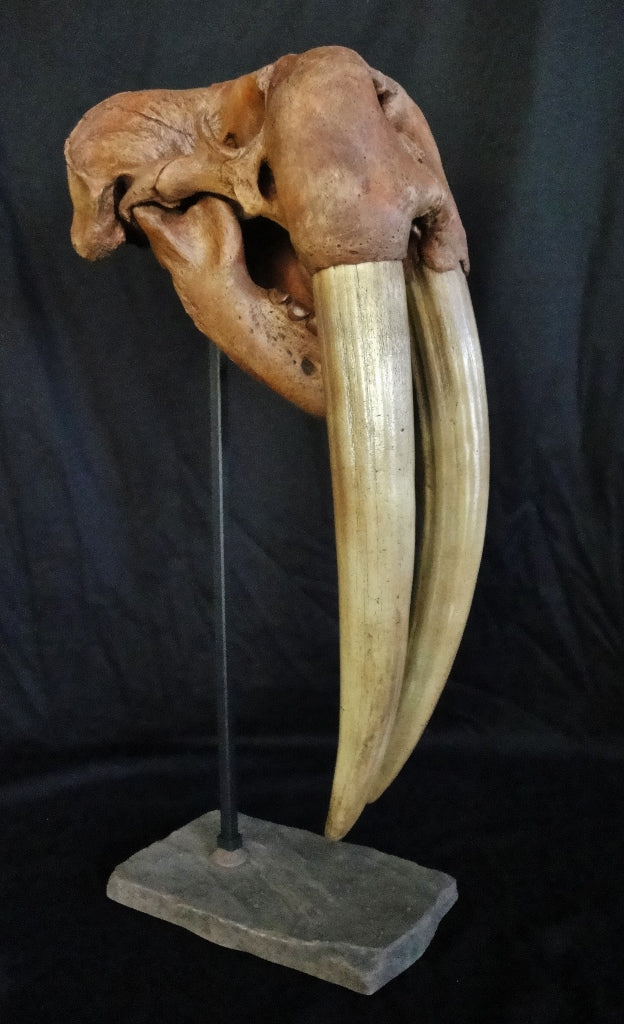 Ice Age Walrus Skull Replica - dinosaursrocksuperstore
