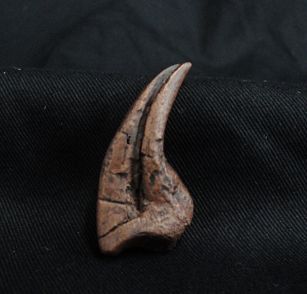 T-rex Manus Claw Replica - Main Image