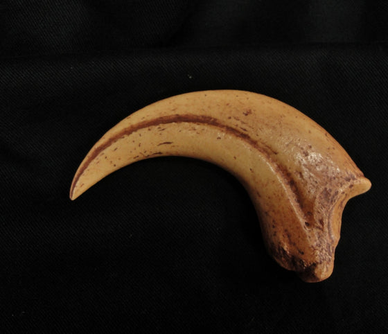 Raptor-like Manus Claw Replica - dinosaursrocksuperstore