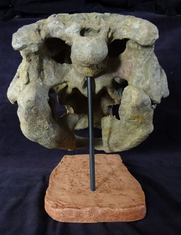Peloroplites Skull Replica - dinosaursrocksuperstore