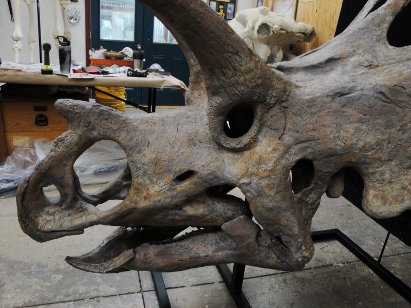 New Bravoceratops Skull Replica - dinosaursrocksuperstore