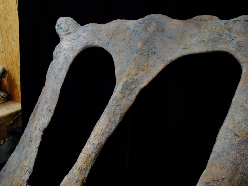 New Bravoceratops Skull Replica - dinosaursrocksuperstore