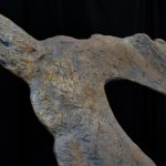 New Bravoceratops Skull Replica - dinosaursrocksuperstore