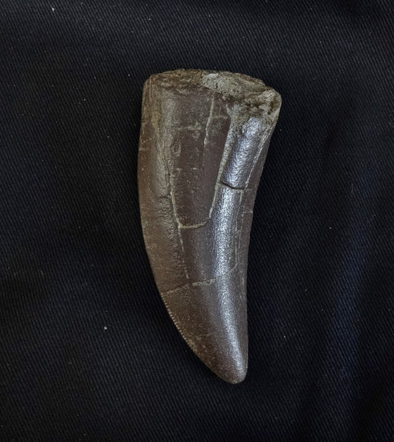 T. rex tooth Short Replica - dinosaursrocksuperstore