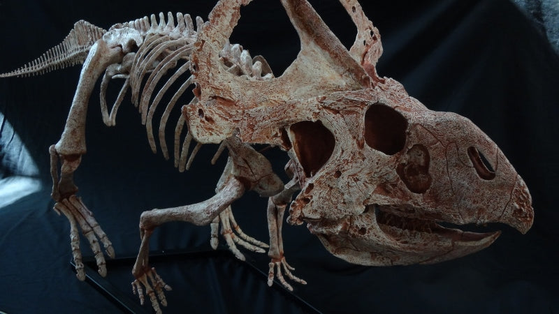 Protoceratops Adult Skeleton Replica - dinosaursrocksuperstore