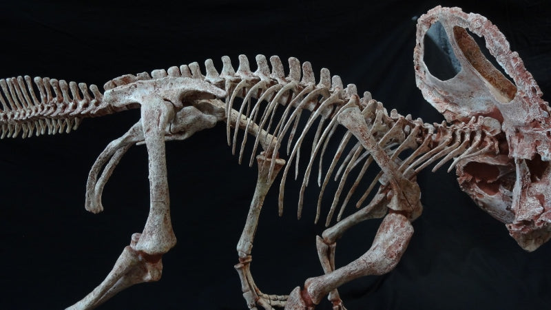 Protoceratops Adult Skeleton Replica - dinosaursrocksuperstore