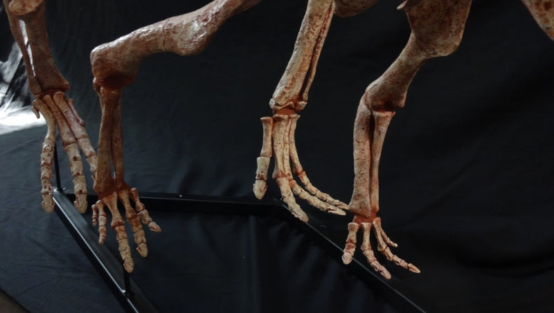 Protoceratops Adult Skeleton Replica - dinosaursrocksuperstore