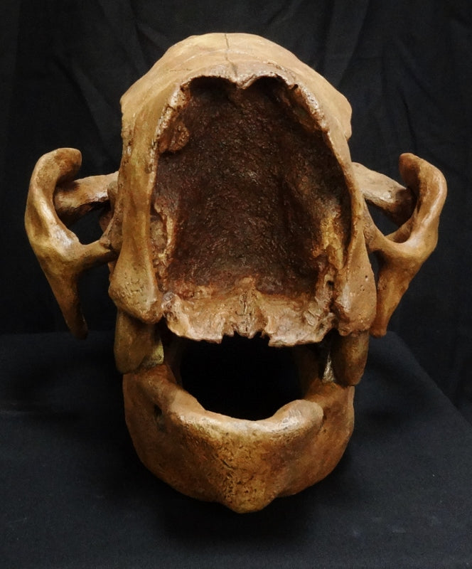 Glossotherium Sloth Skull Replica - dinosaursrocksuperstore