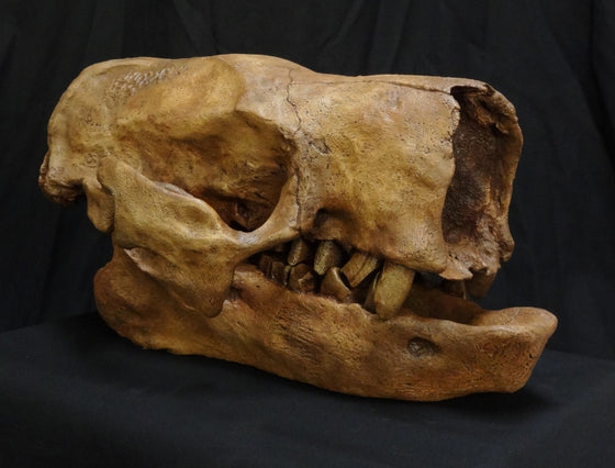 Glossotherium Sloth Skull Replica - dinosaursrocksuperstore