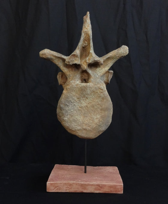 Utahraptor Dorsal Vertebra Replica - dinosaursrocksuperstore