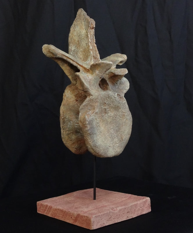 Utahraptor Dorsal Vertebra Replica - dinosaursrocksuperstore
