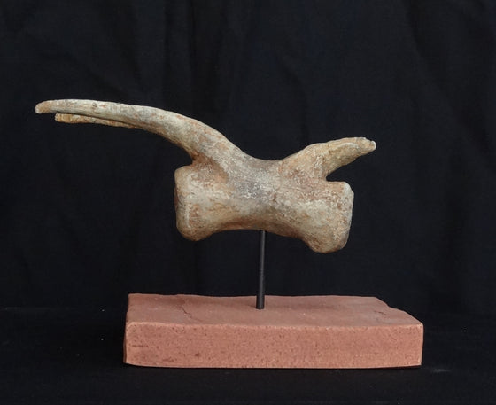 Utahraptor Tail Vertebra Replica - dinosaursrocksuperstore