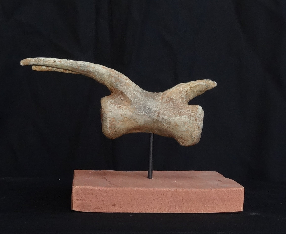 Utahraptor Tail Vertebra Replica - dinosaursrocksuperstore