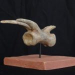 Utahraptor Tail Vertebra Replica - dinosaursrocksuperstore