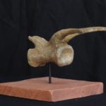 Utahraptor Tail Vertebra Replica - dinosaursrocksuperstore
