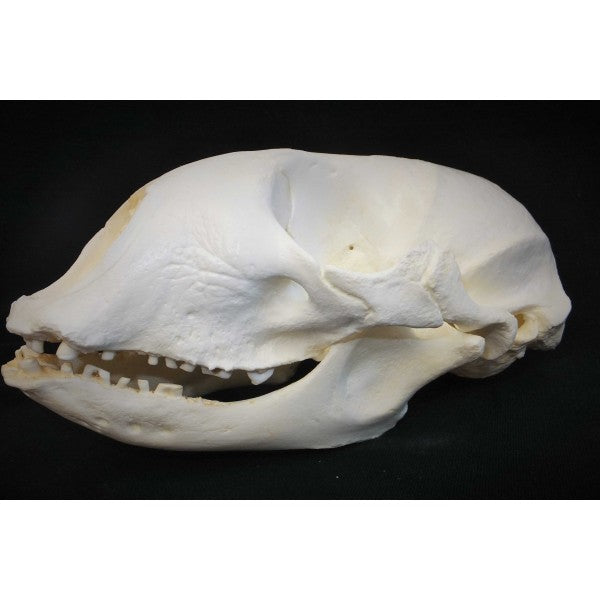Bearded Seal Skull Replica - dinosaursrocksuperstore