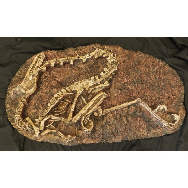 Velociraptor Skeleton Plaque Replica - dinosaursrocksuperstore