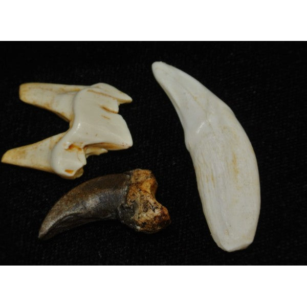 Gray Wolf Molar Replica - dinosaursrocksuperstore