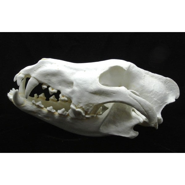 Alaskan Wolf Skull - dinosaursrocksuperstore