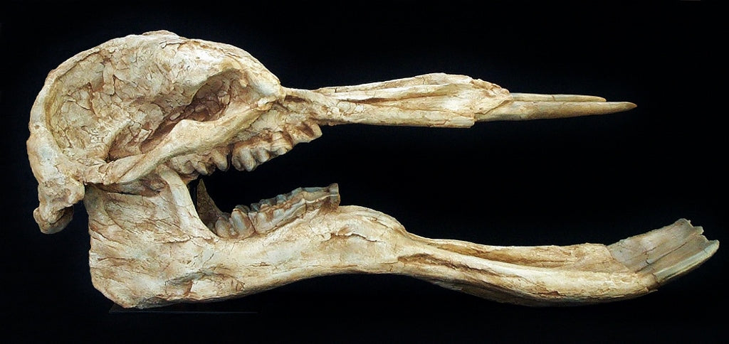 Platybelodon Elephant Skull Replica - dinosaursrocksuperstore