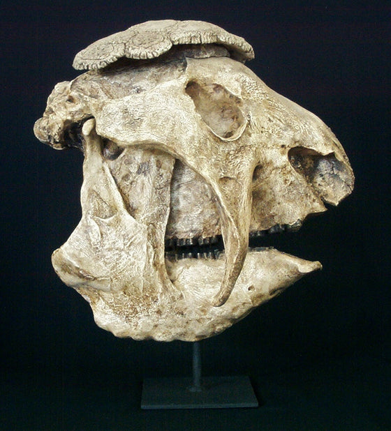 Glyptodont Panocthus Skull Replica - dinosaursrocksuperstore