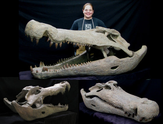 Deinosuchus Skull Replica - dinosaursrocksuperstore