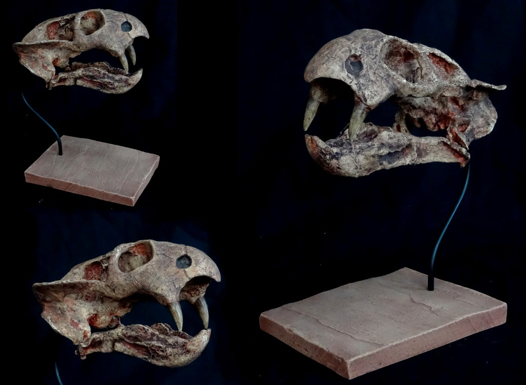 Dicynodont Skull Replica - dinosaursrocksuperstore