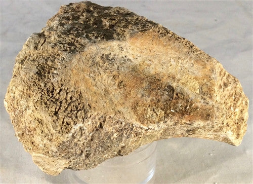 Dinosaur Bone Fossil Specimen #2 - dinosaursrocksuperstore