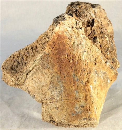 Dinosaur Bone Fossil Specimen #4 - dinosaursrocksuperstore