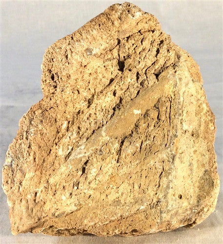 Dinosaur Bone Fossil Specimen #6 - dinosaursrocksuperstore