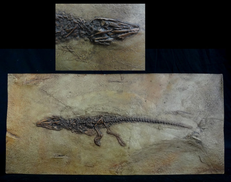 Diplocynodon Small Messel Crocodile Replica - dinosaursrocksuperstore