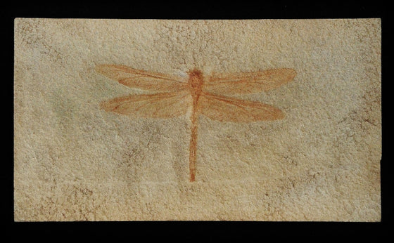 Dragonfly Plaque Replica - dinosaursrocksuperstore