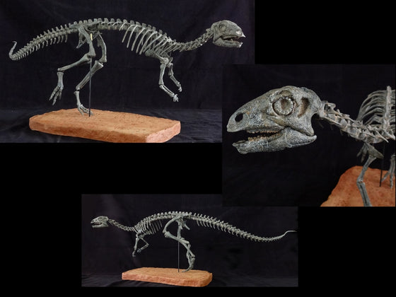 Dryosaurus Skeleton Replica - dinosaursrocksuperstore