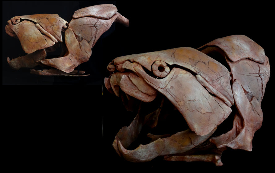 Dunkleosteus Skull Replica with Trunk Armor - dinosaursrocksuperstore