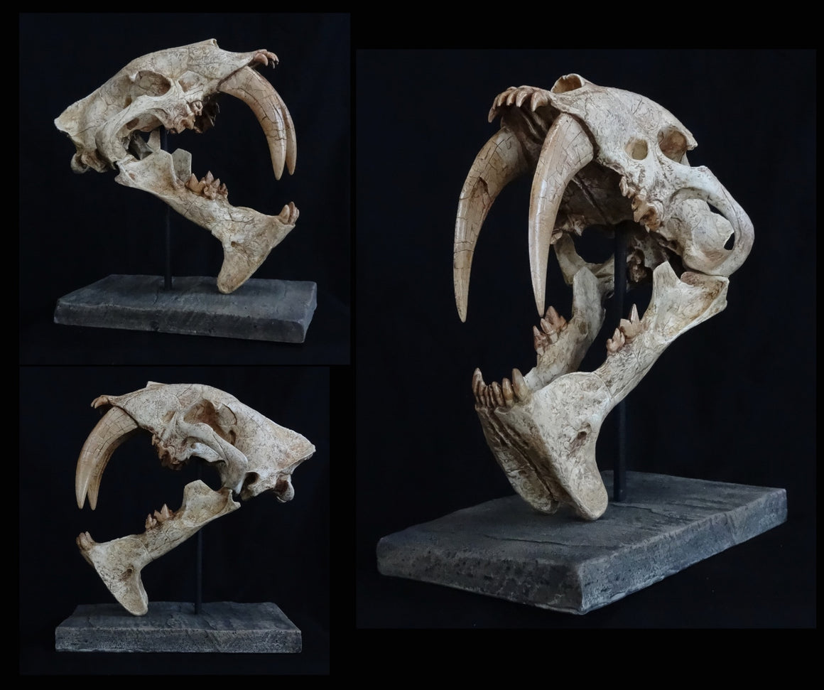 Eusmilus Skull Replica - dinosaursrocksuperstore