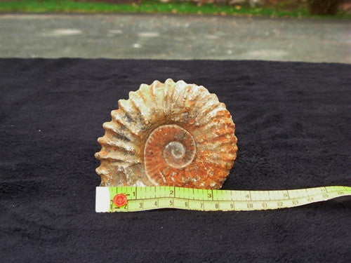 Fossil Ammonite - Genuine - dinosaursrocksuperstore