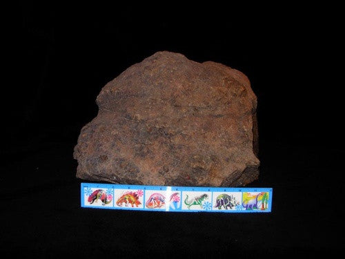 Coprolite Genuine Fossilized Dinosaur "Poop" - dinosaursrocksuperstore