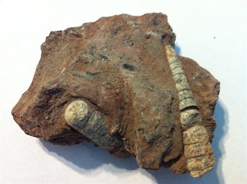 Genuine Orthoceras Sea Squid Fossil in Matrix - dinosaursrocksuperstore