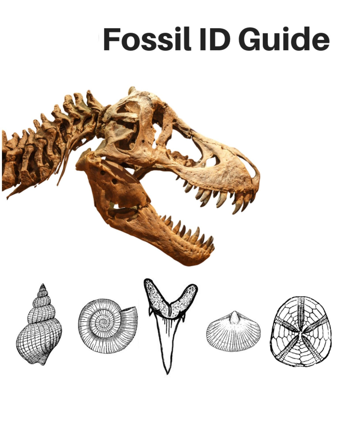 At Home Family Fun VIRTUAL Event  - Fossil & Mineral Activities & Zoom Class with Museum "Tour" - dinosaursrocksuperstore