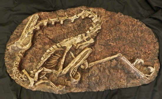 Dinosaur Fossil Dig Panel - Velociraptor - dinosaursrocksuperstore